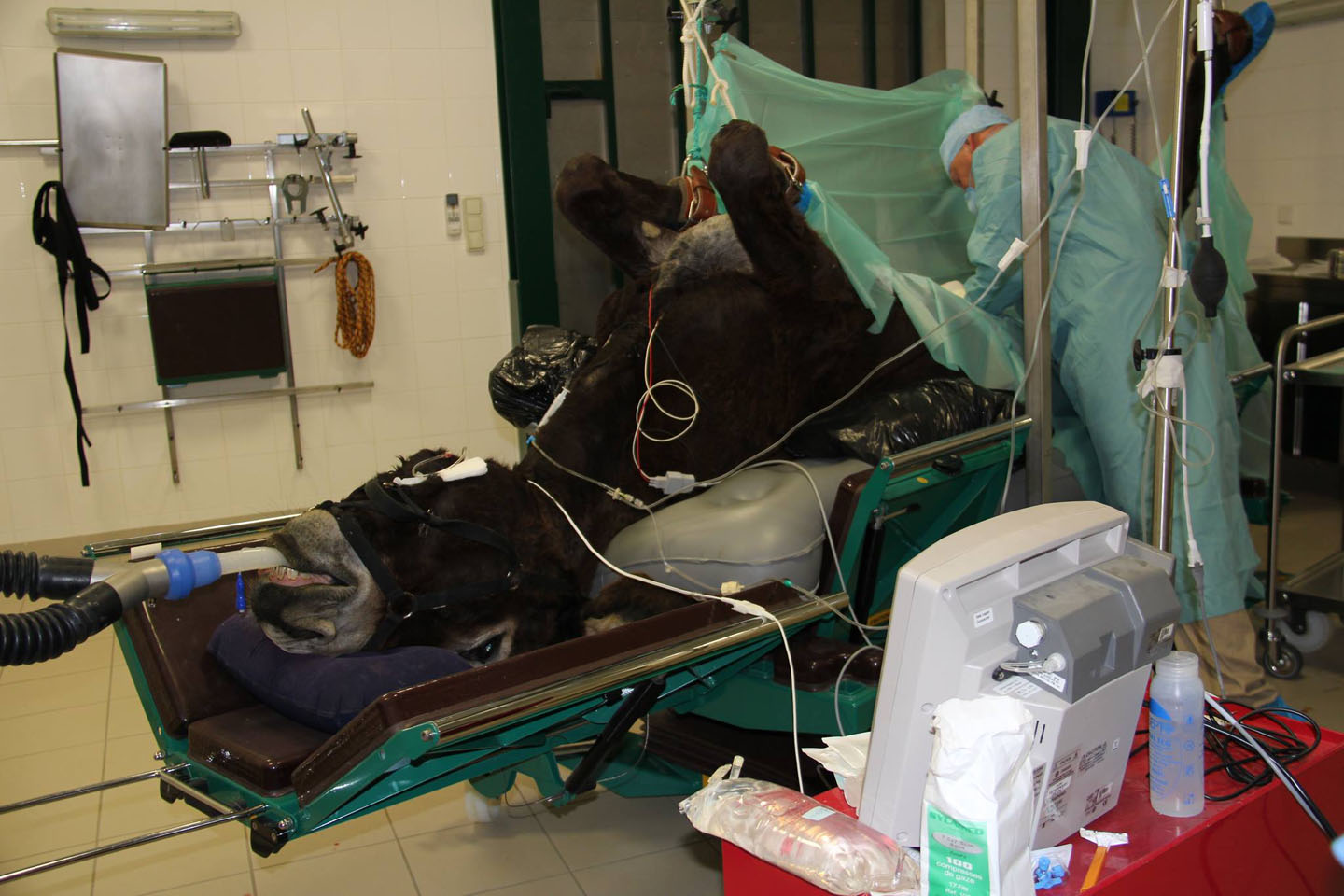 Clinique Equine de Sers - Suivi de gestation